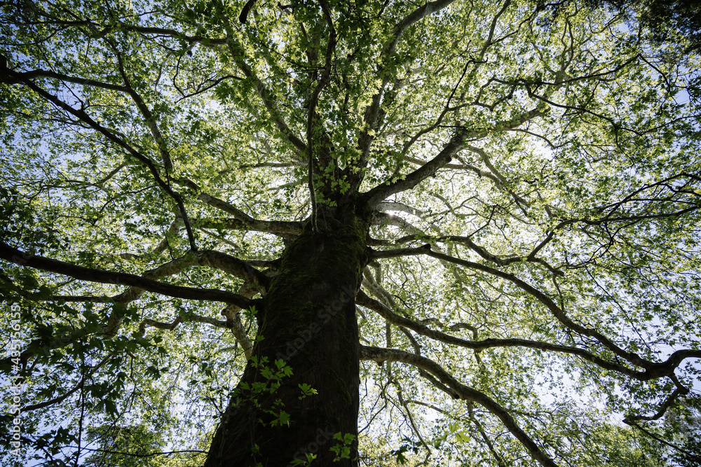 Giant redwood tree view from below to the sky through the branches.