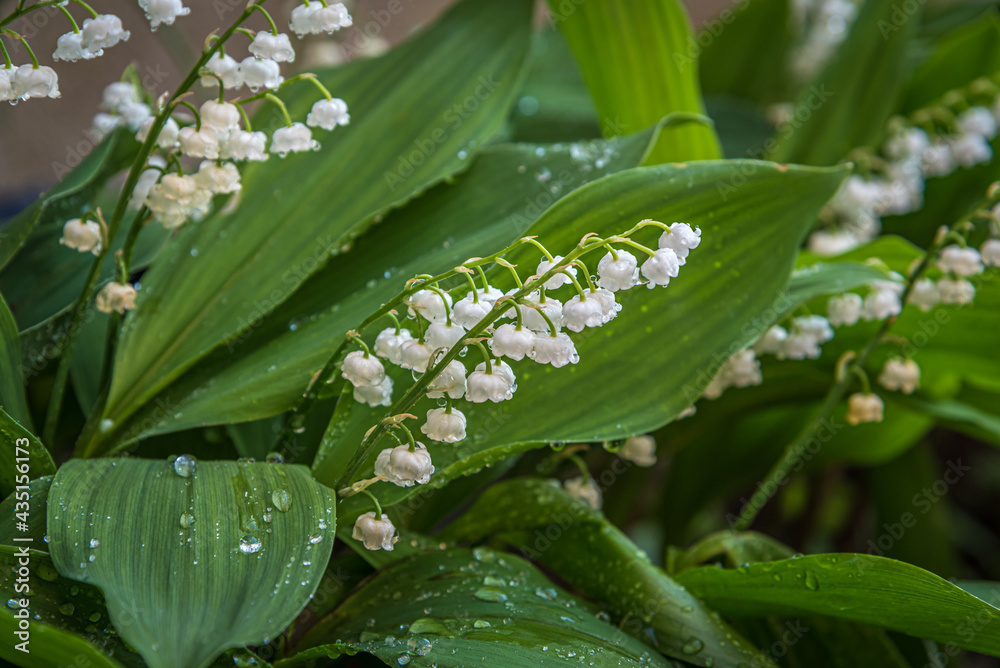 Obraz premium Convallaria