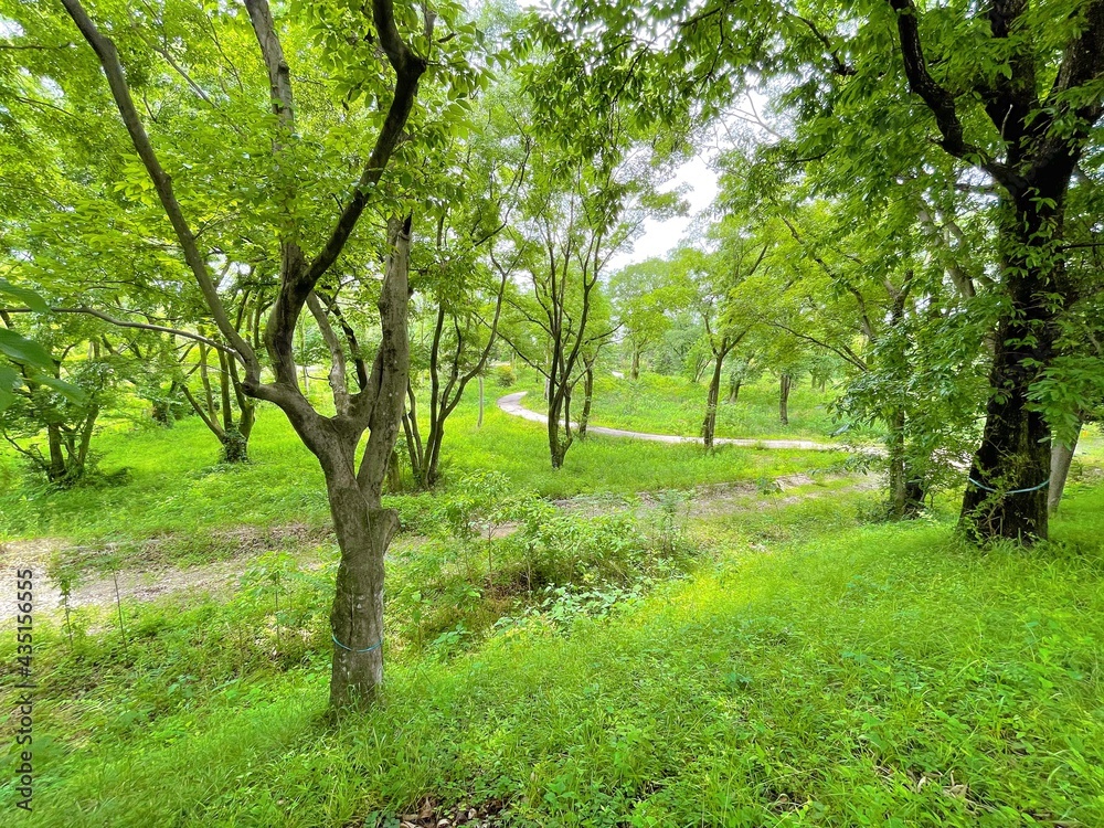 apple tree in spring