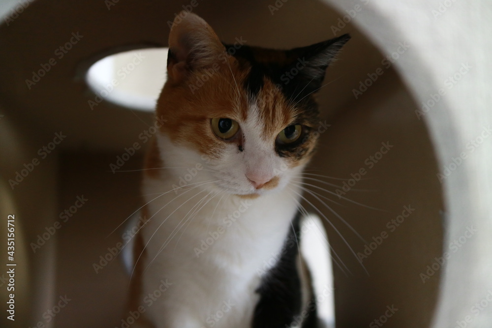 家猫 家猫