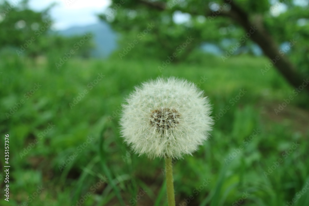 桃畑の風景 桃畑の風景
