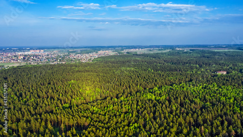 Coniferous forest surrounding the city. Berdsk  Western Siberia