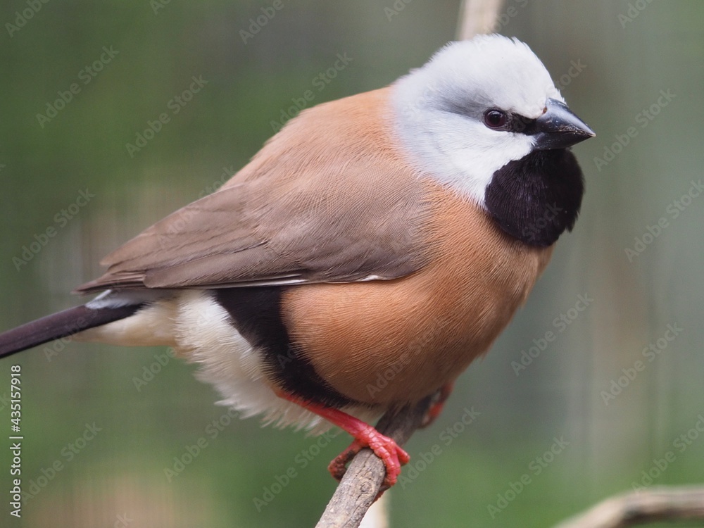 Vivacious jaunty cheerful Black-Throated Finch in bouncy high-spirits. Vivacious jaunty cheerful Black-Throated Finch in bouncy high-spirits.