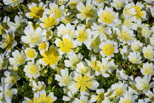 Cheerful yellow and white flowers of Meadow Foam blooming in the spring, as a nature background
 photo