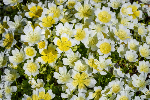 Fototapeta Naklejka Na Ścianę i Meble -  Cheerful yellow and white flowers of Meadow Foam blooming in the spring, as a nature background

