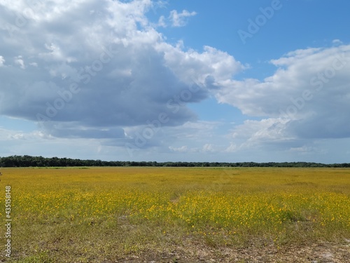 Field of yellow wild flowers with floating clouds
