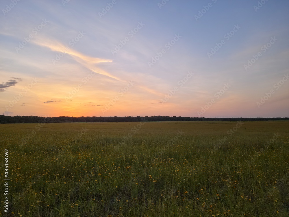 Light pink and orange sunset sky over a field of yellow flowers