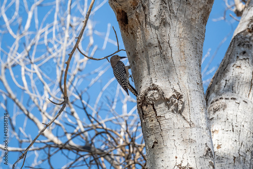 A woodpecker in a tree