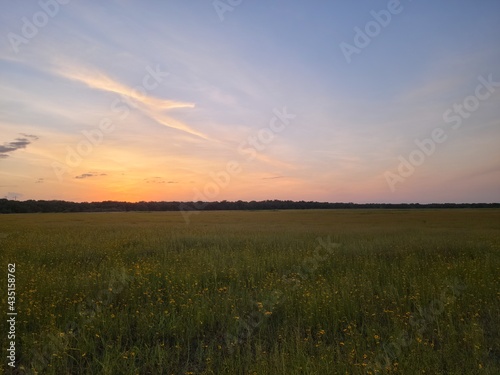 Light pink and orange sunset sky over a field of yellow flowers