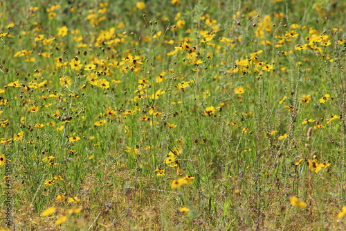 Small yellow wild flowers in a filed close up