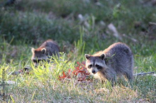 Two raccoons in the grass