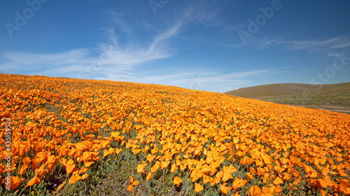 Hillside of California Golden Orange Poppies