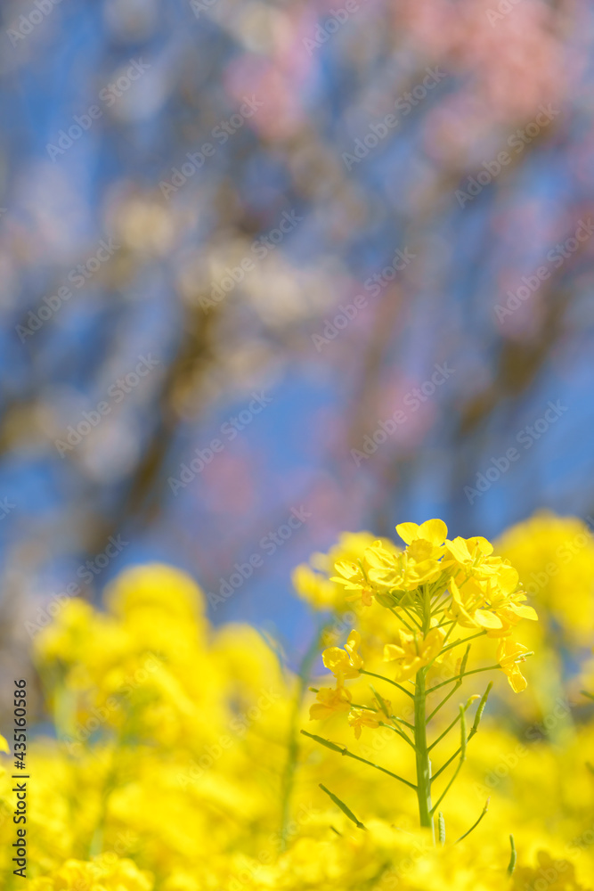 桜と菜の花