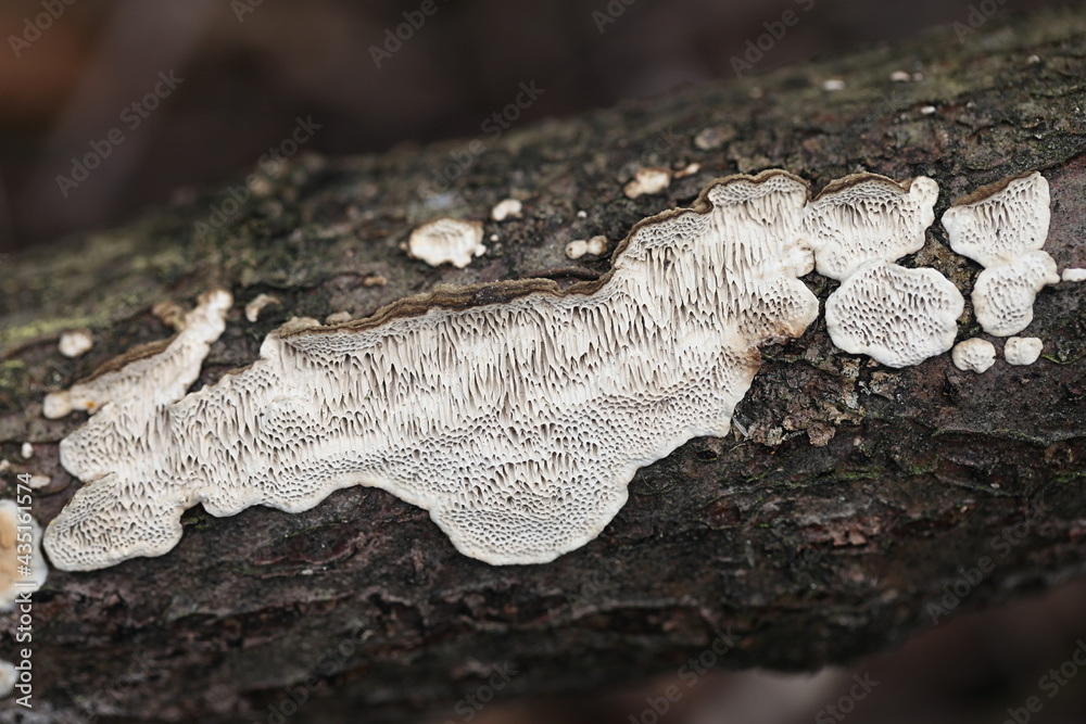 Datronia mollis, known as the Common Mazegill, bracket fungus from Finland Datronia mollis, known as the Common Mazegill, bracket fungus from Finland