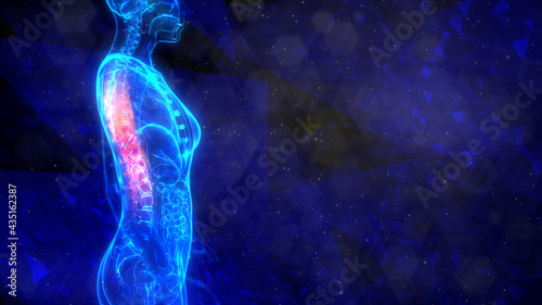 medicine 3d illustration, Thoracic, middle zone of human spine on x-ray scan of body