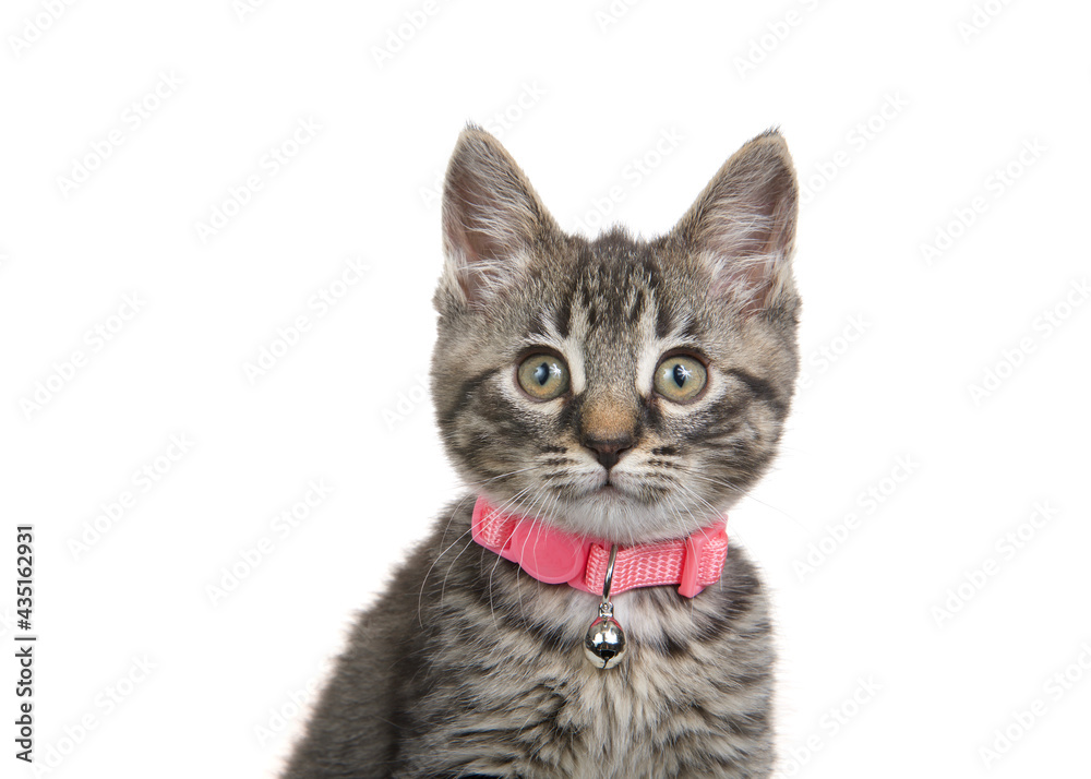 Obraz premium Portrait of an adorable grey, black and brown tabby kitten wearing a pink collar with bell looking at viewer. Isolated on white.