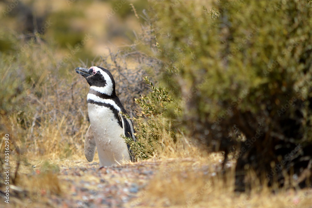 Naklejka premium penguin