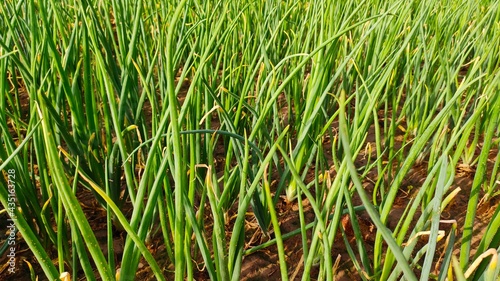 Young onion crop green field, onion leaves