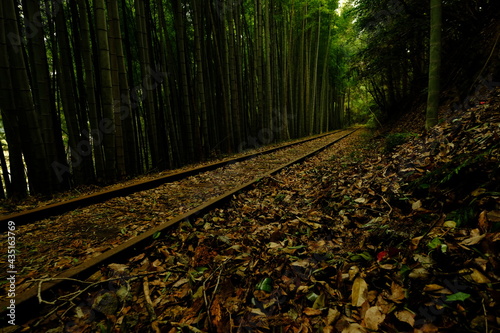 竹林の中の廃線