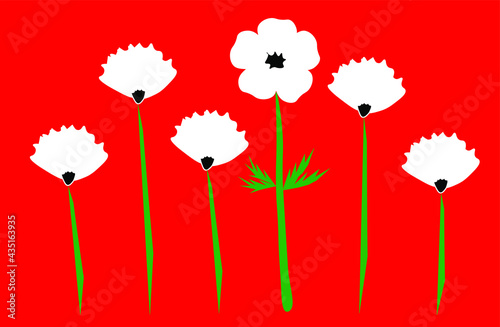 Vászonkép White anemone flowers in red background.