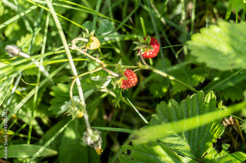 A bushes strawberries with berries in the summer in the field