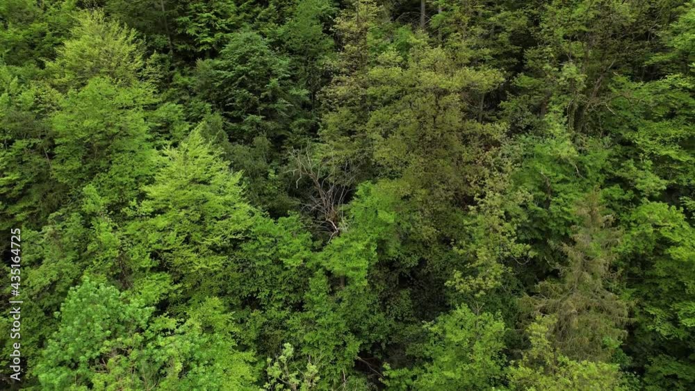 Aerial rise up, tilt down shot over treetops in a green forest. Aerial rise up, tilt down shot over treetops in a green forest.
