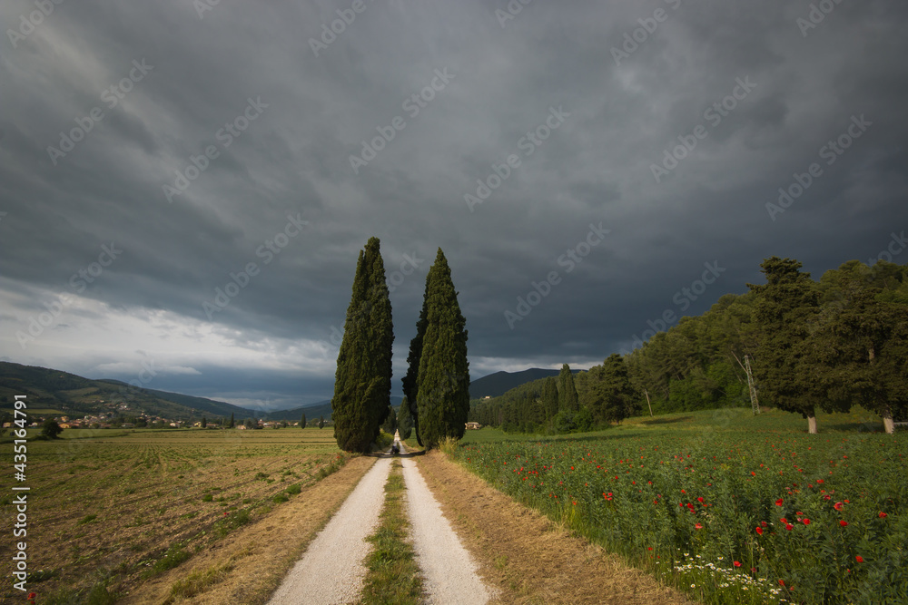 Spring avenue with cypresses in Umbria

