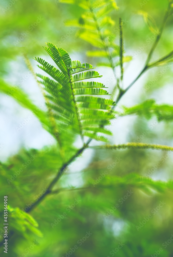 arrangement of leaflets, background, green, natural
