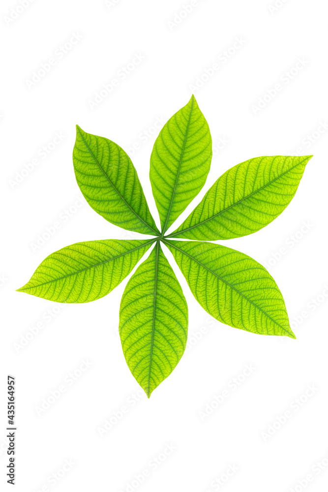 green leaf on white background green leaf on white background