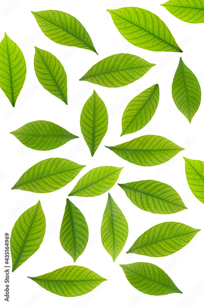 Green leaves on white background. Top view Green leaves on white background. Top view