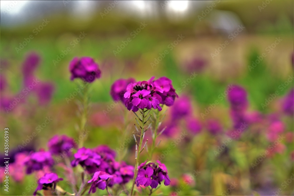 Obraz premium Beautiful flowers