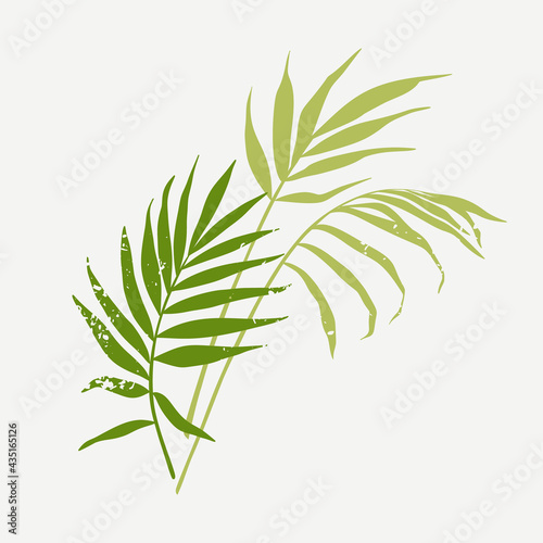 Palm leaves. Green silhouette of plant branches with texture. Vector illustration isolated on white background.