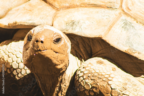 Rostro tortuga de tierra. Tortuga de tierra. Retrato tortuga. Tortuga con lodo. photo