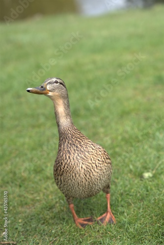 Rouen duck in the park