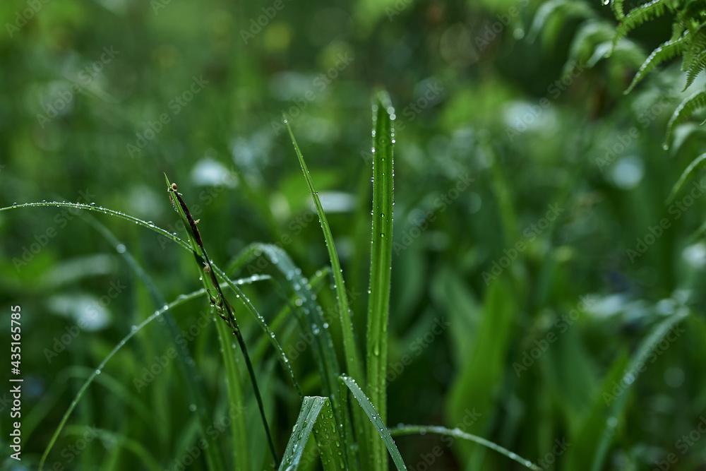 gren, nature, grass, leaf, forest gren, nature, grass, leaf, forest