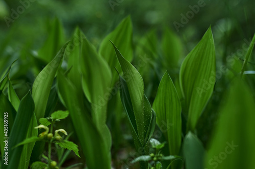 gren  nature  grass  leaf  forest