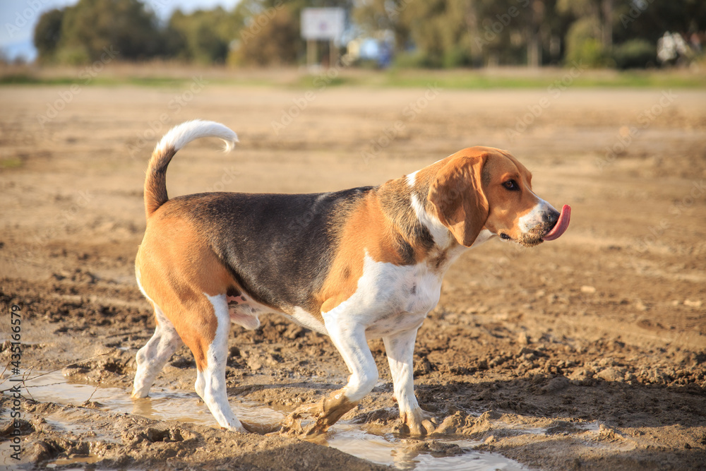Beagle walking with paws in the mud and with tongue out