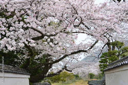 三重県伊勢市　五十鈴川と伊勢神宮（内宮）周辺の桜