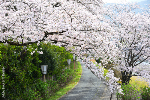 三重県伊勢市　五十鈴川と伊勢神宮（内宮）周辺の桜
