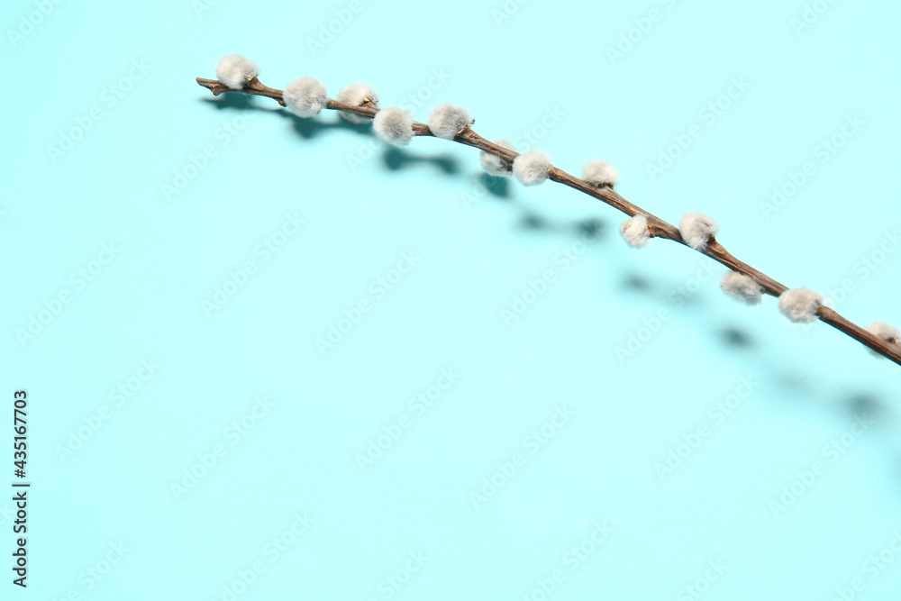 Willow branches on color background Willow branches on color background