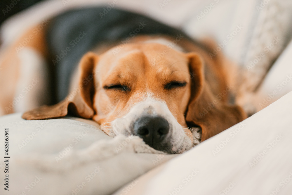 Beagle sleeping on the sofa Beagle sleeping on the sofa