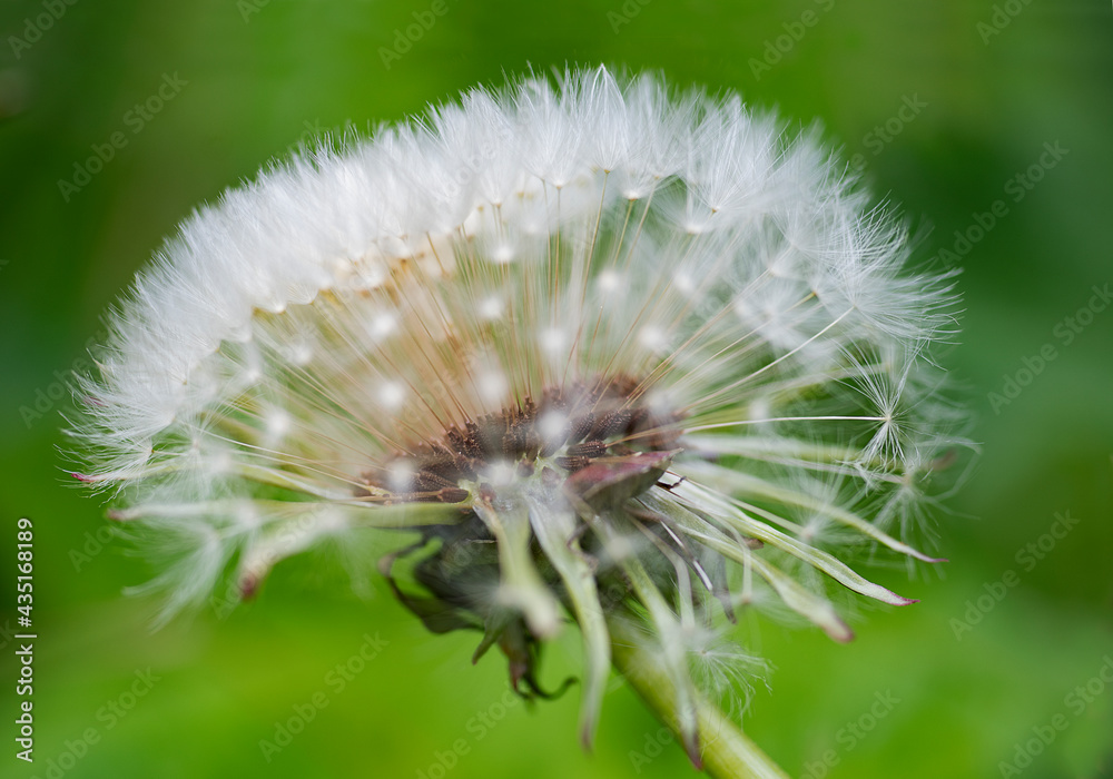 Fototapeta premium Photographing the Danish nature with macro and coming closer to the Danish and Scandinavian nature