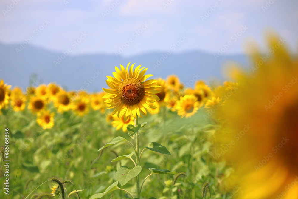 Fototapeta premium 思い出