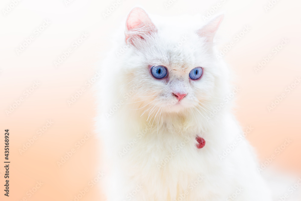 White fur cat and blue eyes in orange background