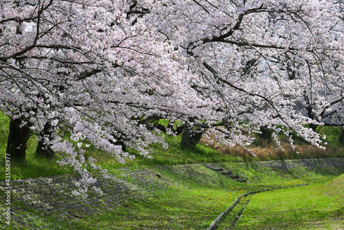 三重県伊勢市　宮川堤の桜
