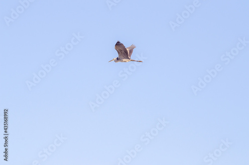 Great blue heron Ardea Herodias fly blue sky background