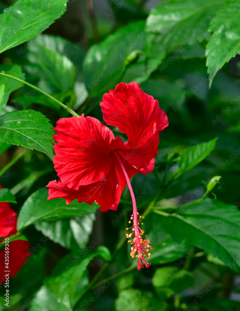 china rose flower in a garden