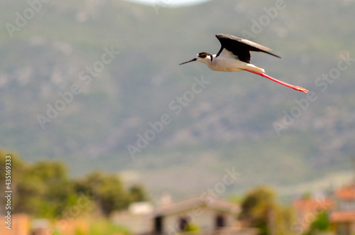 Black-winged stilt take flight from the wetland water drops on legs