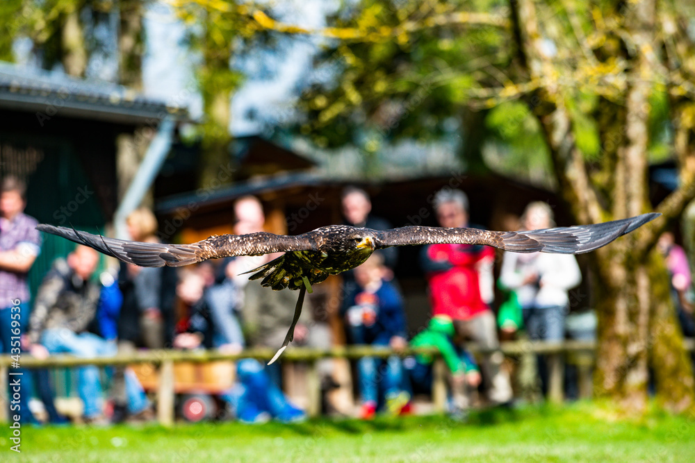 Obraz premium Greifvogel Show