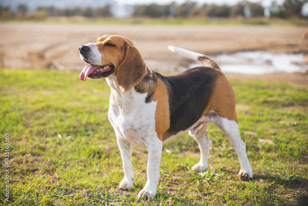 Happy beagle on the grass